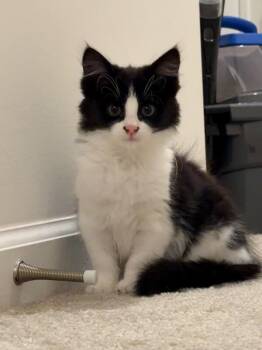 Janet -  Domestic Long Hair Cat for Adoption - Janet | PetCurious