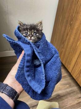 Domestic Long Hair Cats Available for Adoption - **Cat Cafe** Thistle | PetCurious