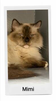 Mimi -  Himalayan Cat for Adoption in Caistor Centre, Ontario - Mimi | PetCurious