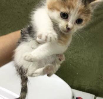 FIDGET -  Domestic Short Hair Cat for Adoption in Riverside, California - FIDGET | PetCurious