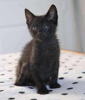 Maverick -  Domestic Short Hair Cat for Adoption in Fort Worth, Texas - Maverick | PetCurious