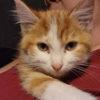 Rescue Domestic Medium Hair Cats for Adoption in Evansville, Indiana - Hobgoblin | PetCurious