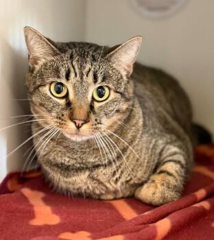 Domestic Short Hair Cats Available for Adoption in Columbia, Illinois - John Coffey | PetCurious