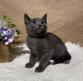 Domestic Short Hair Cats Available for Adoption in Groveland, Massachusetts - Dana | PetCurious
