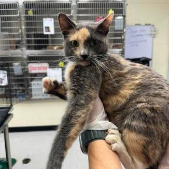 Petunia 26-08-038 -  Domestic Short Hair Cat for Adoption in Bastrop, Texas - Petunia 26-08-038 | PetCurious
