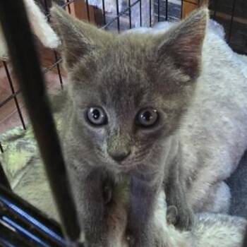 Cat Stevens -  Domestic Short Hair Cat for Adoption in Nashville, Tennessee - Cat Stevens | PetCurious