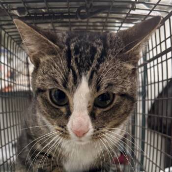 108659 -  Domestic Short Hair Cat for Adoption in Las Cruces, New Mexico - 108659 | PetCurious