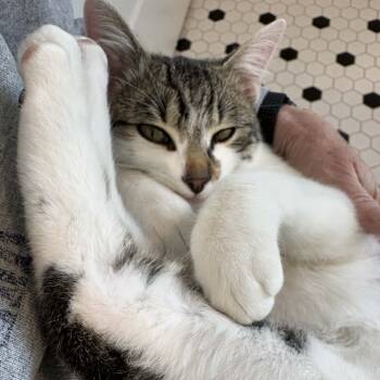 Rescue Domestic Short Hair Cats for Adoption in Santa Fe, New Mexico - Skittles | PetCurious