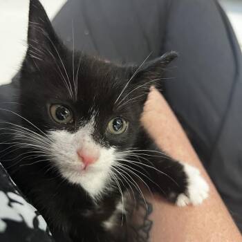 Domestic Short Hair Cats Available for Adoption in Summerville, South Carolina - Cartwheel | PetCurious