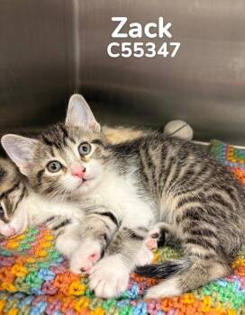 Domestic Short Hair Cats Available for Adoption in Clarksville, Tennessee - Zack (orange Collar) | PetCurious