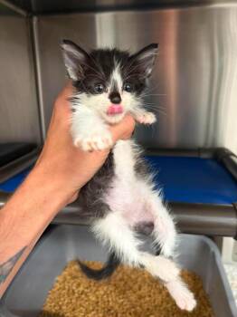 Dean -  Domestic Long Hair Cat for Adoption in Republic, Missouri - Dean | PetCurious
