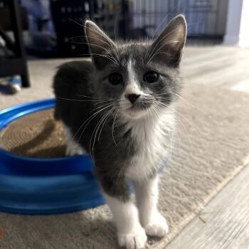 Rescue Domestic Short Hair Cats for Adoption in Columbia, Missouri - Velma | PetCurious