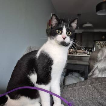 Caterina -  Tuxedo Cat for Adoption in Montreal, Quebec - Caterina | PetCurious