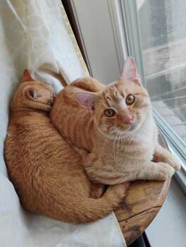 Domestic Short Hair and Tabby Cats Available for Adoption - Marlowe | PetCurious