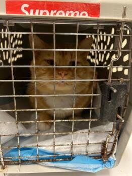 Domestic Short Hair Cats Available for Adoption in Winder, Georgia - 2026-04-079 | PetCurious