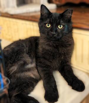 Luca -  Maine Coon and Domestic Medium Hair Cat for Adoption in Hamilton, Ontario - Luca | PetCurious