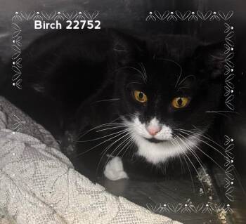 BIRCH -  Domestic Short Hair Cat for Adoption in Marietta, Georgia - BIRCH | PetCurious