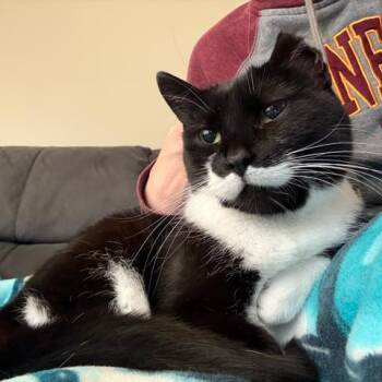 Emma C71255 -  Domestic Short Hair Cat for Adoption in Minnetonka, Minnesota - Emma C71255 | PetCurious