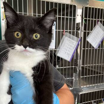 Rescue Domestic Short Hair Cats for Adoption in Davenport, Iowa - In This Meowment | PetCurious