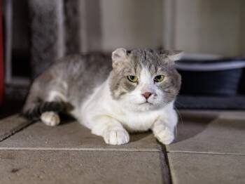 Freeway -  Domestic Short Hair Cat for Adoption in Marana, Arizona - Freeway | PetCurious