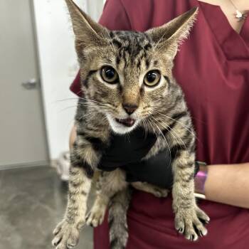 Thor -  Domestic Short Hair Cat for Adoption in Manhattan, Kansas - Thor | PetCurious