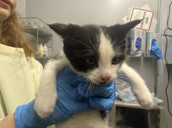 Domestic Medium Hair Cats Available for Adoption in Kent, Washington - ALFREDO | PetCurious