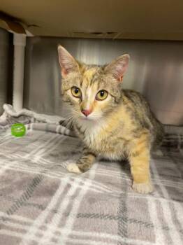 Clover -  Domestic Short Hair Cat for Adoption in Boone, Iowa - Clover | PetCurious
