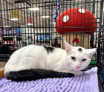 Rescue Domestic Short Hair Cats for Adoption in Augusta, Georgia - Aquarius | PetCurious