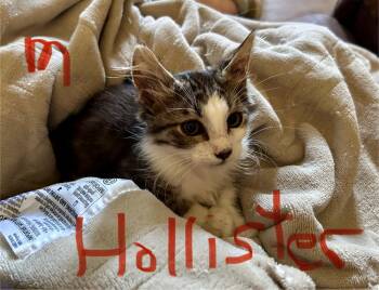 Rescue Domestic Medium Hair Cats for Adoption in Moses Lake, Washington - Hollister | PetCurious