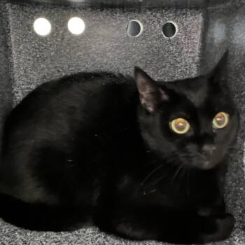 Domestic Short Hair Cats Available for Adoption in Winston-salem, North Carolina - Raven 2 | PetCurious