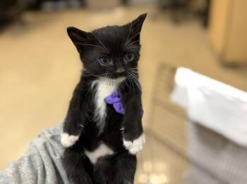 Domestic Short Hair Cats Available for Adoption in Doral, Florida - MARS | PetCurious