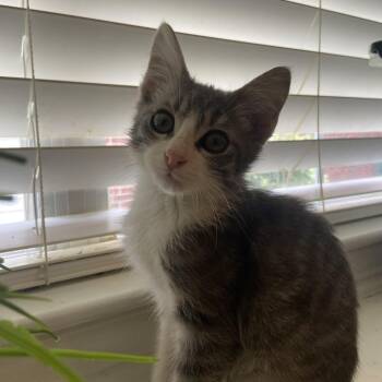 Charley -  Domestic Short Hair Cat for Adoption in Prosper, Texas - Charley | PetCurious