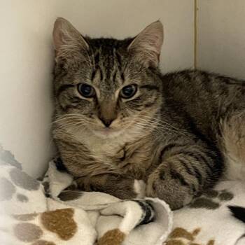 Domestic Short Hair Cats Available for Adoption - Ralphie | PetCurious