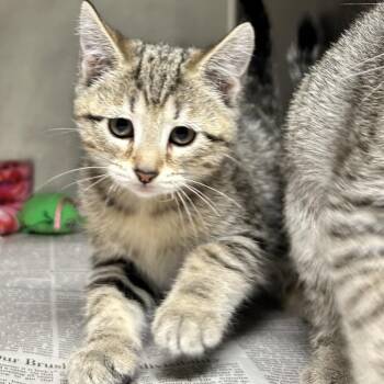 Lucy -  Domestic Short Hair Cat for Adoption in Newport, North Carolina - Lucy | PetCurious