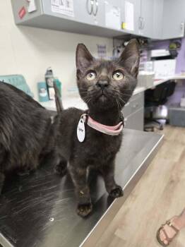 Spear -  Domestic Short Hair Cat Available for Adoption in Tucson, Arizona - Spear | PetCurious