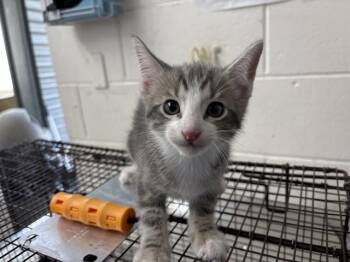 CUB -  Domestic Short Hair Cat for Adoption in San Bernardino, California - CUB | PetCurious
