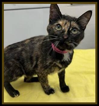 SUMMER -  Domestic Short Hair Cat for Adoption in Peoria, Illinois - SUMMER | PetCurious