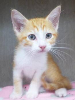Bruce -  Domestic Short Hair Cat for Adoption in Lafayette, Louisiana - Bruce | PetCurious