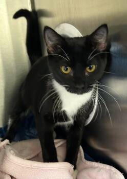 Rescue Domestic Short Hair Cats for Adoption in Madison, Georgia - Oreo | PetCurious