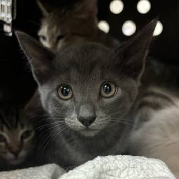 Rescue Domestic Short Hair Cats for Adoption in Middleburg, Florida - Allure 27505 | PetCurious