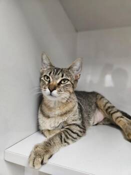 Tabbytha -  Domestic Short Hair Cat for Adoption in Corpus Christi, Texas - Tabbytha | PetCurious