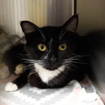 Omdura -  Domestic Short Hair Cat Available for Adoption in Spokane, Washington - Omdura | PetCurious