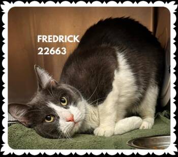 FREDRICK -  Domestic Short Hair Cat for Adoption in Marietta, Georgia - FREDRICK | PetCurious