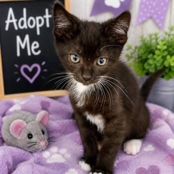 Freddy -  Domestic Short Hair Cat for Adoption in Fresno, California - Freddy | PetCurious