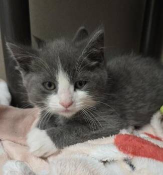 Domestic Short Hair Cats Available for Adoption - Lemon Pie - I Am At Petsmart Framingham | PetCurious