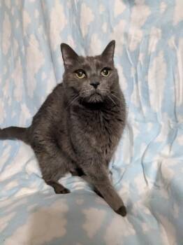 Molly -  Domestic Short Hair Cat for Adoption in Saint Paul, Minnesota - Molly | PetCurious