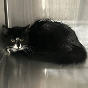 Domestic Long Hair Cats Available for Adoption - Biscuit | PetCurious