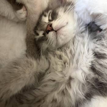 Fin -  Domestic Short Hair Cat for Adoption in Victoria, British Columbia - Fin | PetCurious