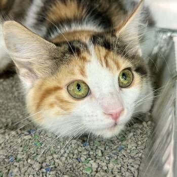 Mako -  Domestic Medium Hair Cat for Adoption in Matteson, Illinois - Mako | PetCurious