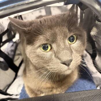 Billi -  Domestic Short Hair Cat for Adoption in Newark, New Jersey - Billi | PetCurious